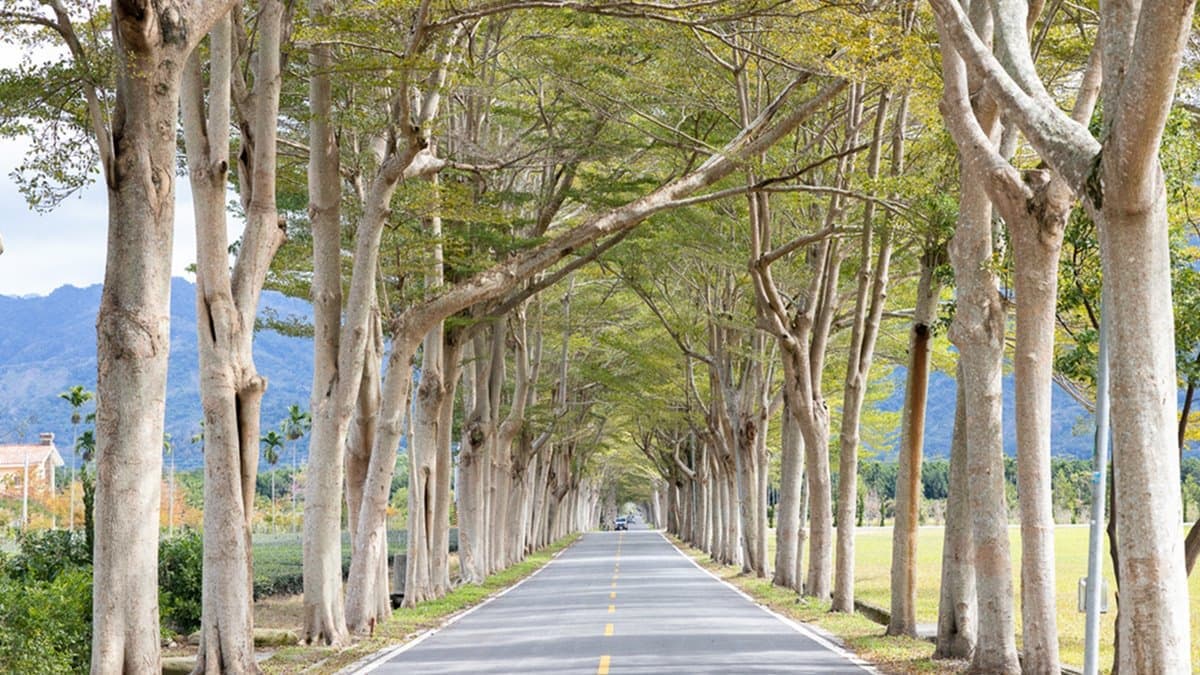 龍田綠色隧道