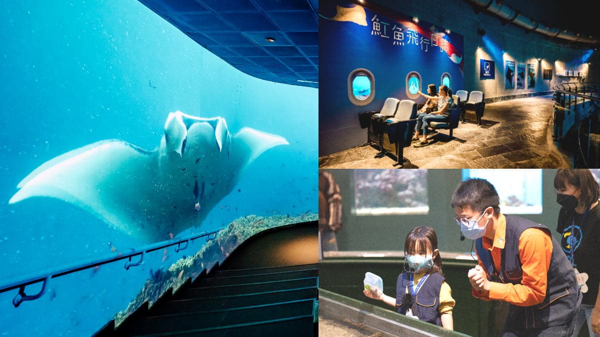 暑假衝「屏東海生館」!打卡「超萌魟魚」沉浸式投影,加碼2天1夜親子營