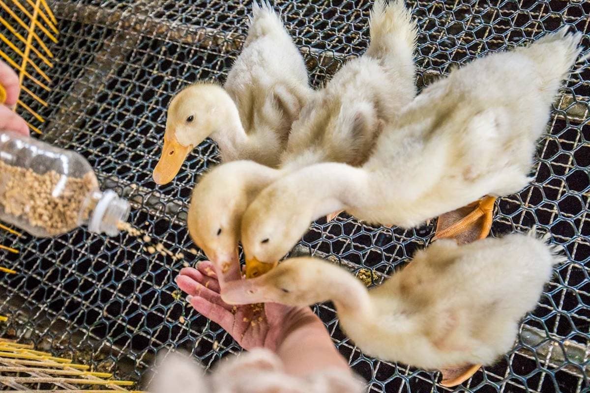 不只有梅花鹿、水豚!宜蘭5家特色親子農場:體驗餵鴨鴨、1日蔥農、荒野造景 不只有梅花鹿、水豚!宜蘭5家特色親子農場:體驗餵鴨鴨、1日蔥農、荒野造景