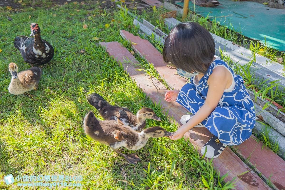 不只有梅花鹿、水豚!宜蘭5家特色親子農場:體驗餵鴨鴨、1日蔥農、荒野造景 不只有梅花鹿、水豚!宜蘭5家特色親子農場:體驗餵鴨鴨、1日蔥農、荒野造景