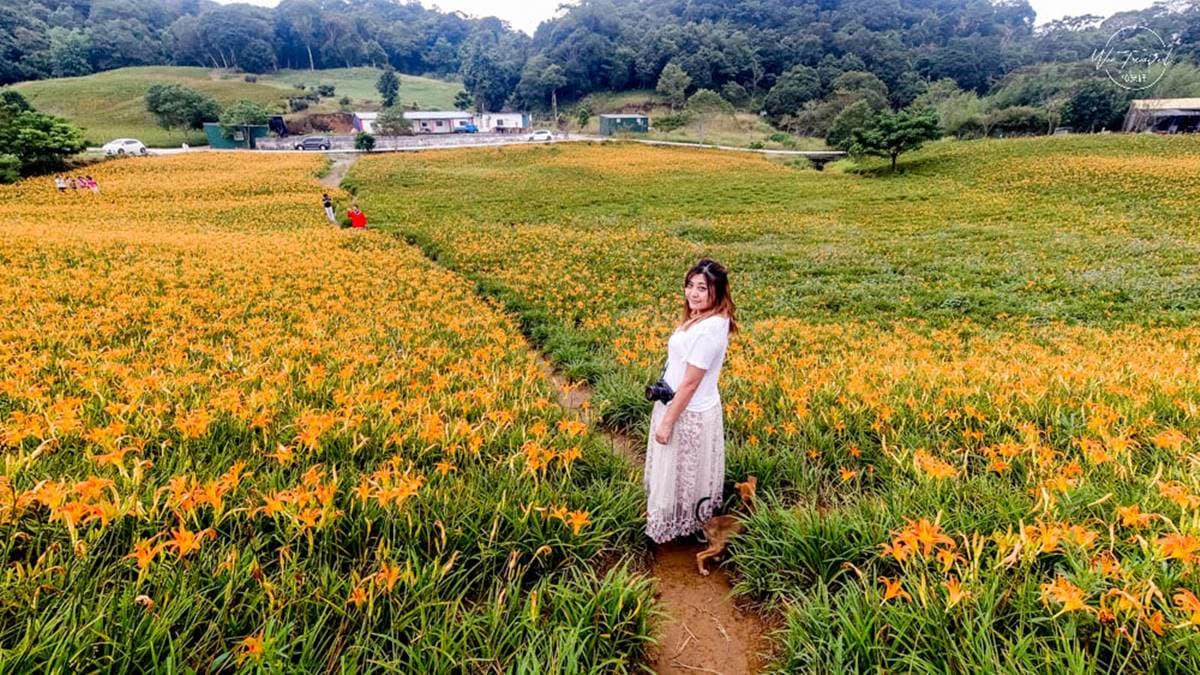 赤科山金針花海 img