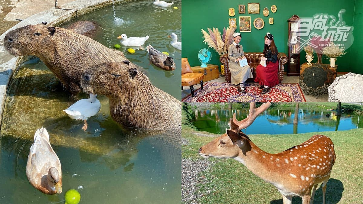 看鴨鴨按摩水豚君!秒飛日本旅宿變身「大正網美」,還有台版奈良拿免費好康