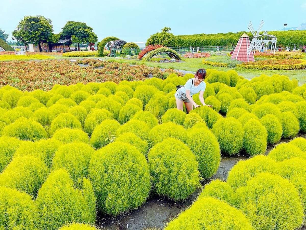 台中也有波波草!中社花市「抹茶丸子花海」洗版IG,台中人參觀享半價快衝 台中也有波波草!中社花市「抹茶丸子花海」洗版IG,台中人參觀享半價快衝