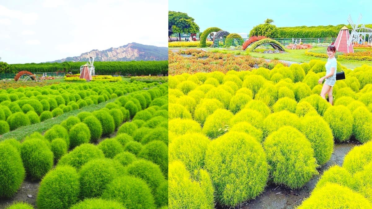 台中也有波波草!中社花市「抹茶丸子花海」洗版IG,台中人參觀享半價快衝