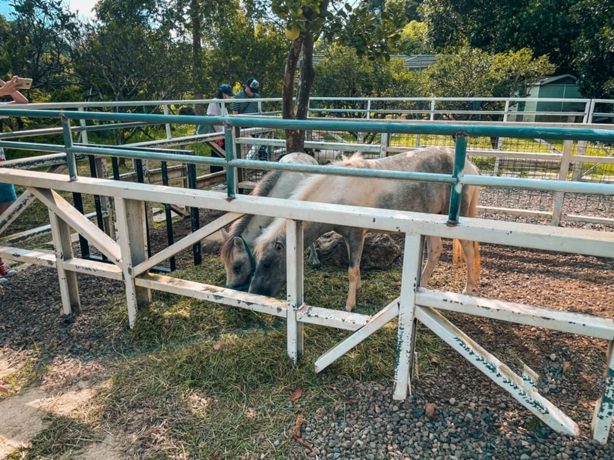 桃園親子景點+1!「萬坪莊園」打卡鵝黃色歐風城堡,再賞超Q水豚君、狐獴 桃園親子景點+1!「萬坪莊園」打卡鵝黃色歐風城堡,再賞超Q水豚君、狐獴