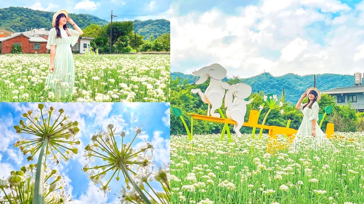 仙氣爆棚「九月雪」來了!「2022桃園韭菜花節」登場,絕美雪白花海洗版IG