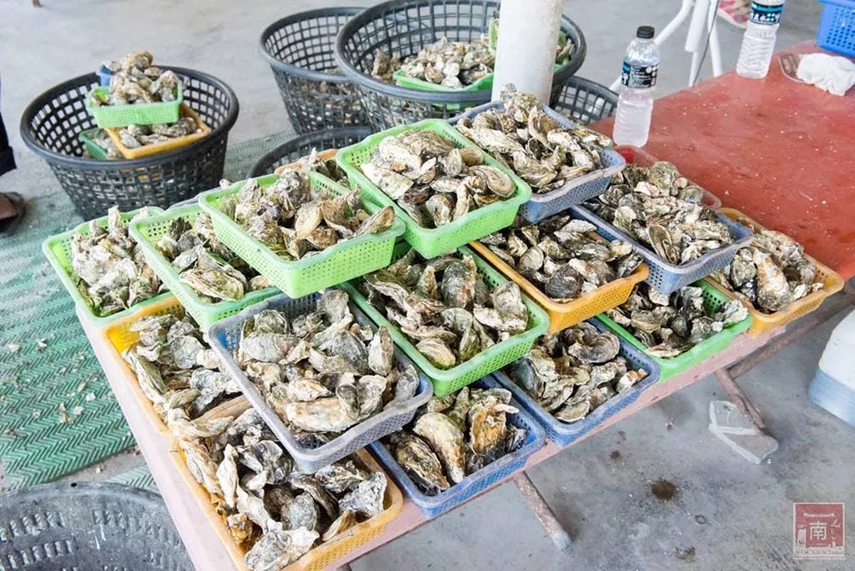 CP值破表!「搭船遊湖+烤蚵吃到飽」只要250元,還能打卡養蚵棚架、沙洲祕境 CP值破表!「搭船遊湖+烤蚵吃到飽」只要250元,還能打卡養蚵棚架、沙洲祕境