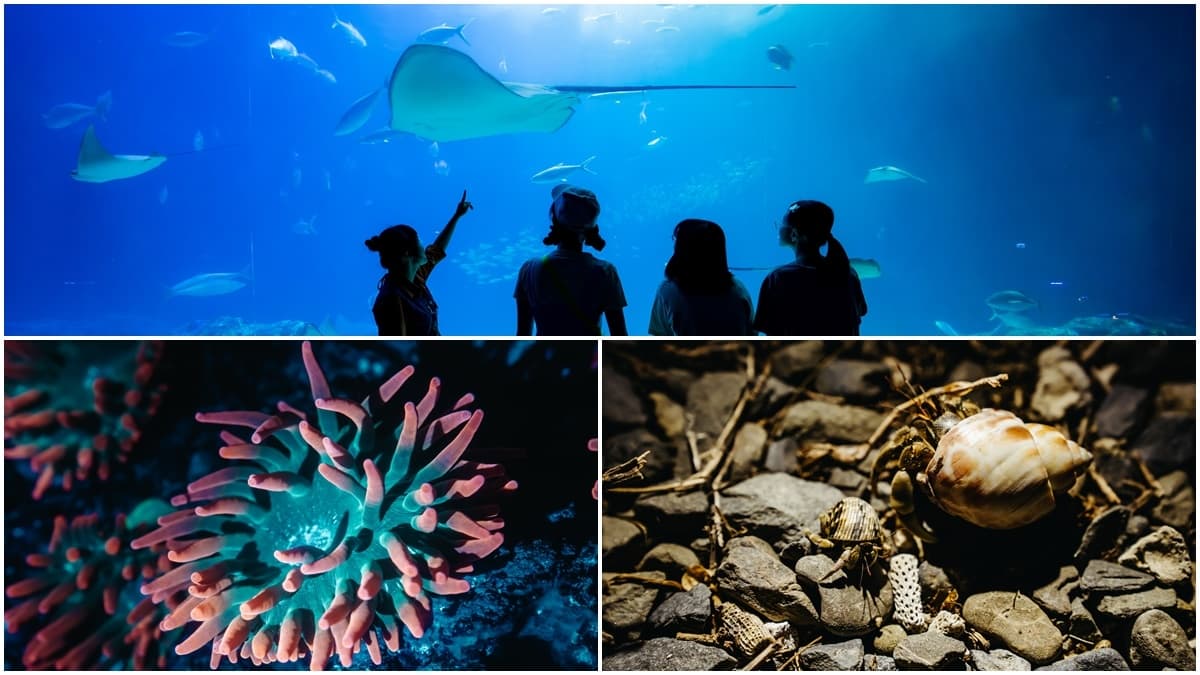 只剩8場!屏東「夜巡海生館」最終時間曝光,夜訪海星、海葵錯過等明年