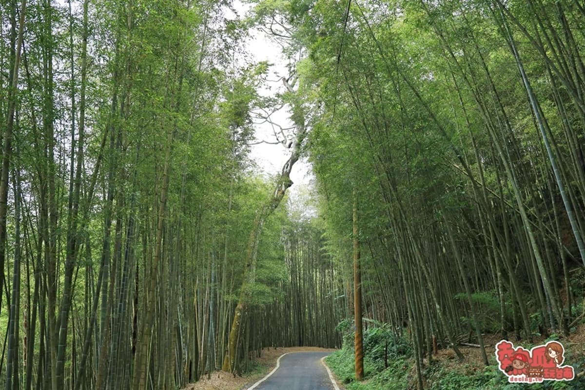 別只去阿里山!嘉義梅山12大祕境:最美茶園步道、台版九寨溝、海拔最高吊橋 別只去阿里山!嘉義梅山12大祕境:最美茶園步道、台版九寨溝、海拔最高吊橋