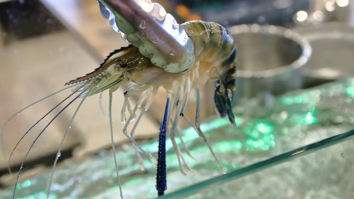 99元啤酒無限喝!現撈現烤「流水道泰國蝦」吃到飽,再嘗主廚特製活蝦料理 99元啤酒無限喝!現撈現烤「流水道泰國蝦」吃到飽,再嘗主廚特製活蝦料理
