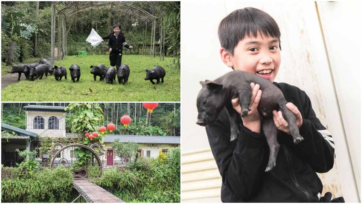 來抱小豬仔!全台首家「豬豬觀光農場」,趕豬吃草、當「小豬抱抱員」好療癒