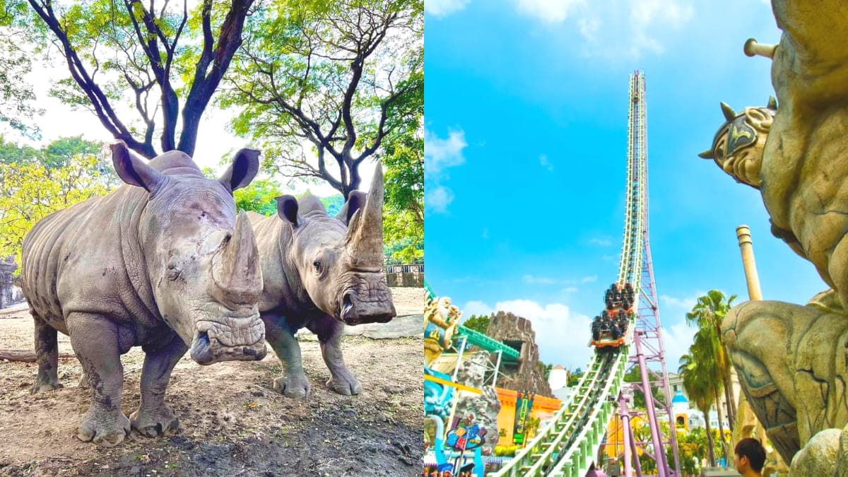 響應世界犀牛日!「認養犀牛」享全年免費玩壽山動物園,加碼送限量義大門票