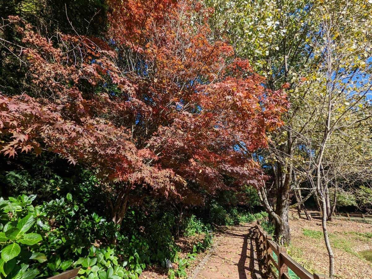 全台最早「楓紅」在這!鮮紅楓樹+石子路如置身日韓賞楓,11月中旬前快追 全台最早「楓紅」在這!鮮紅楓樹+石子路如置身日韓賞楓,11月中旬前快追