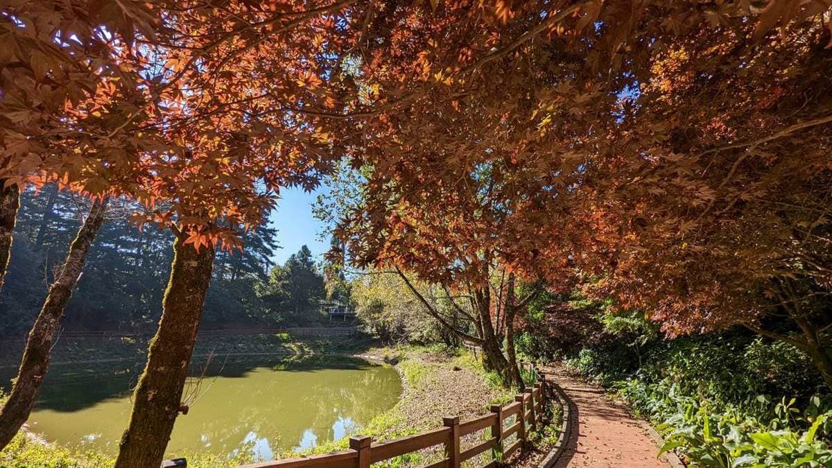 全台最早「楓紅」在這!鮮紅楓樹+石子路如置身日韓賞楓,11月中旬前快追