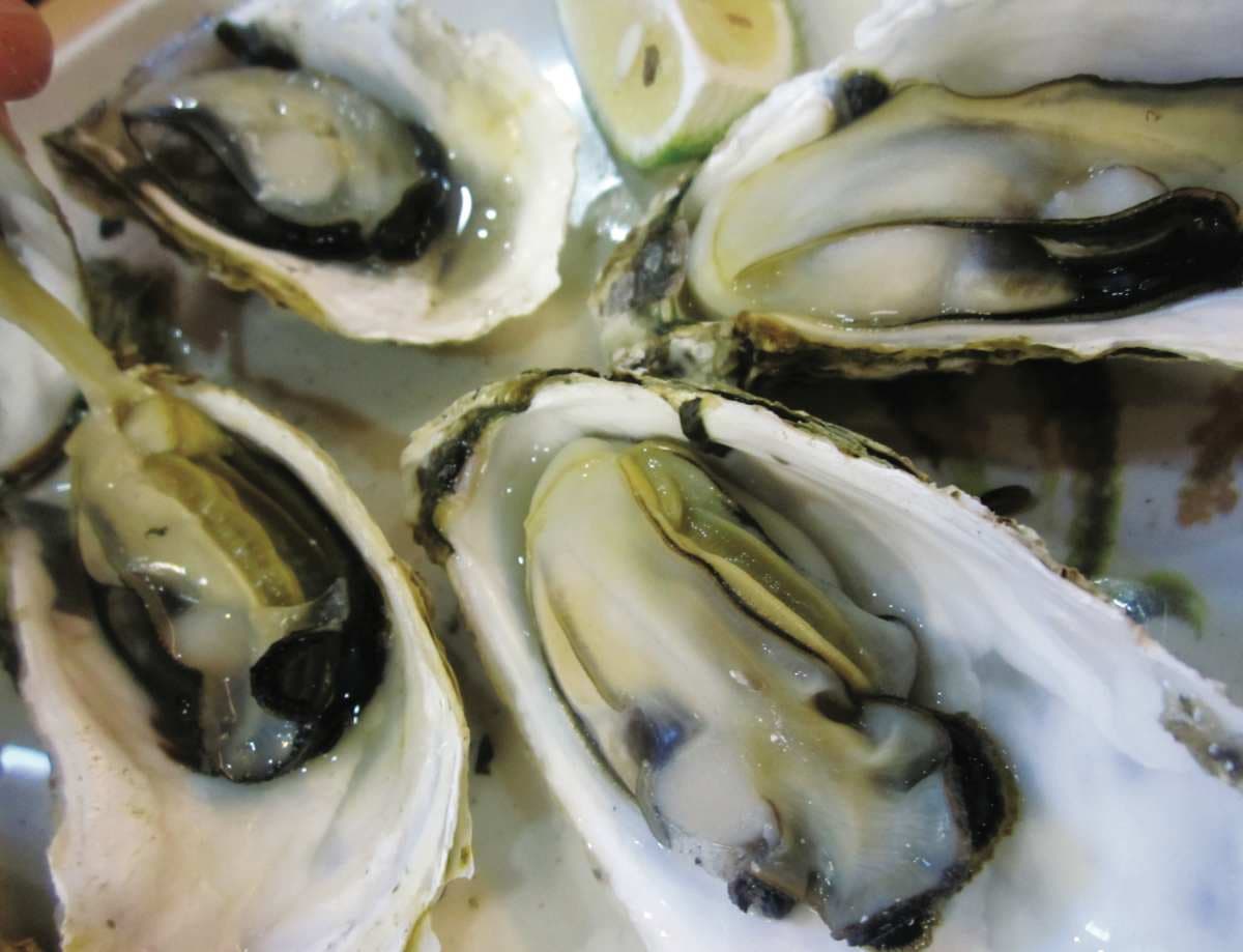 去台南打卡迪士尼順吃!安平5家推薦好店:60年蚵仔煎、年銷200萬個布丁 去台南打卡迪士尼順吃!安平5家推薦好店:60年蚵仔煎、年銷200萬個布丁
