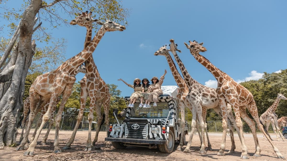 想報名+1!動物園超狂體驗「長頸鹿餵食」,獨享吉普車專屬網美照