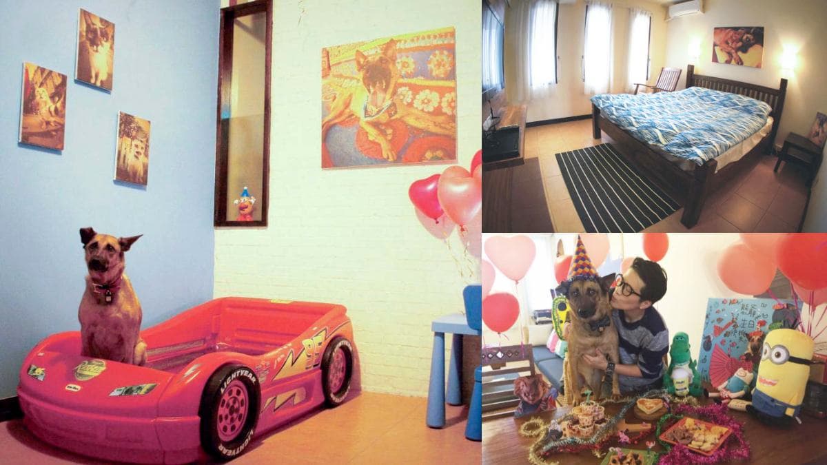 帶毛小孩出遊了!北海岸「包棟寵物民宿」超Chill,汪星人入住「專屬寵物房」