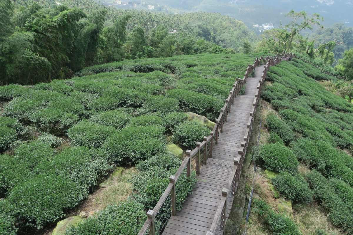 帶毛孩看國慶煙火!嘉義、台南3間寵物友善民宿:日出美景、人氣攝影師也住 帶毛孩看國慶煙火!嘉義、台南3間寵物友善民宿:日出美景、人氣攝影師也住