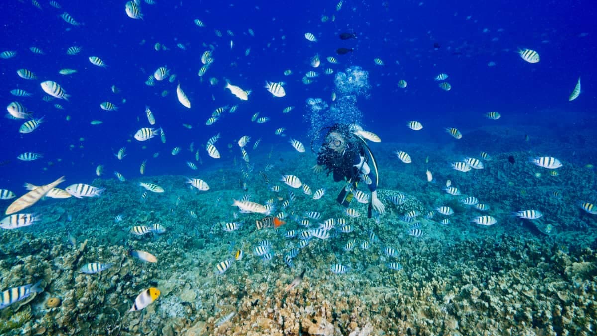關島潛水JNS DIVERS GUAM img