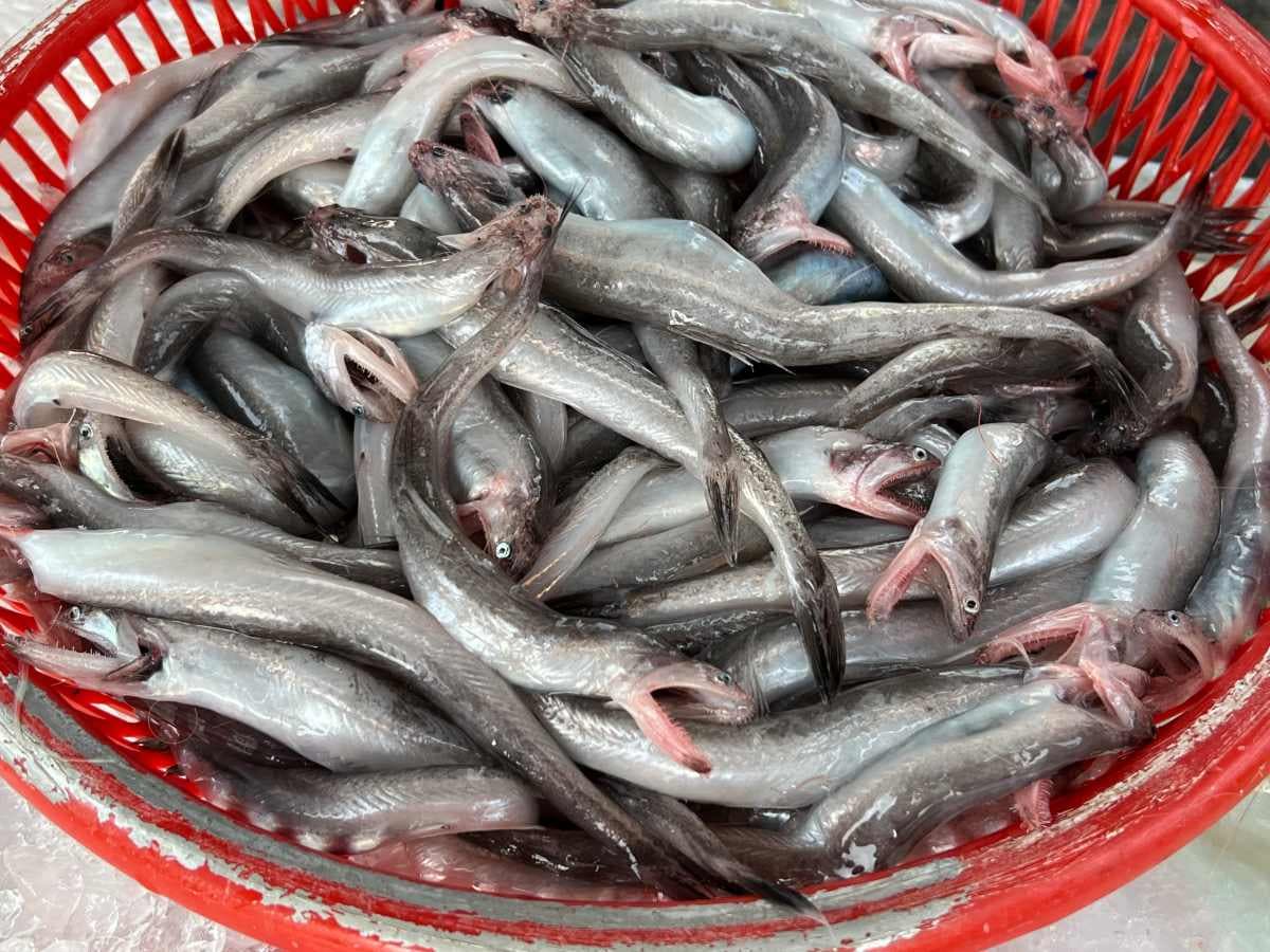就是「那個魚」!讓楊丞琳惹議的海鮮?必試東港、南方澳「銷魂級」吃法 就是「那個魚」!讓楊丞琳惹議的海鮮?必試東港、南方澳「銷魂級」吃法