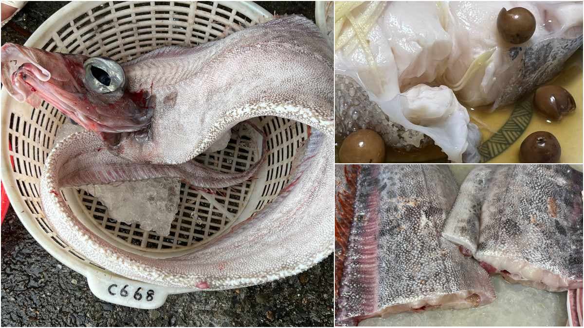 「地震魚」頻現身!地震魚可以吃嗎?資深老饕嘗鮮後「神奇口感」曝光