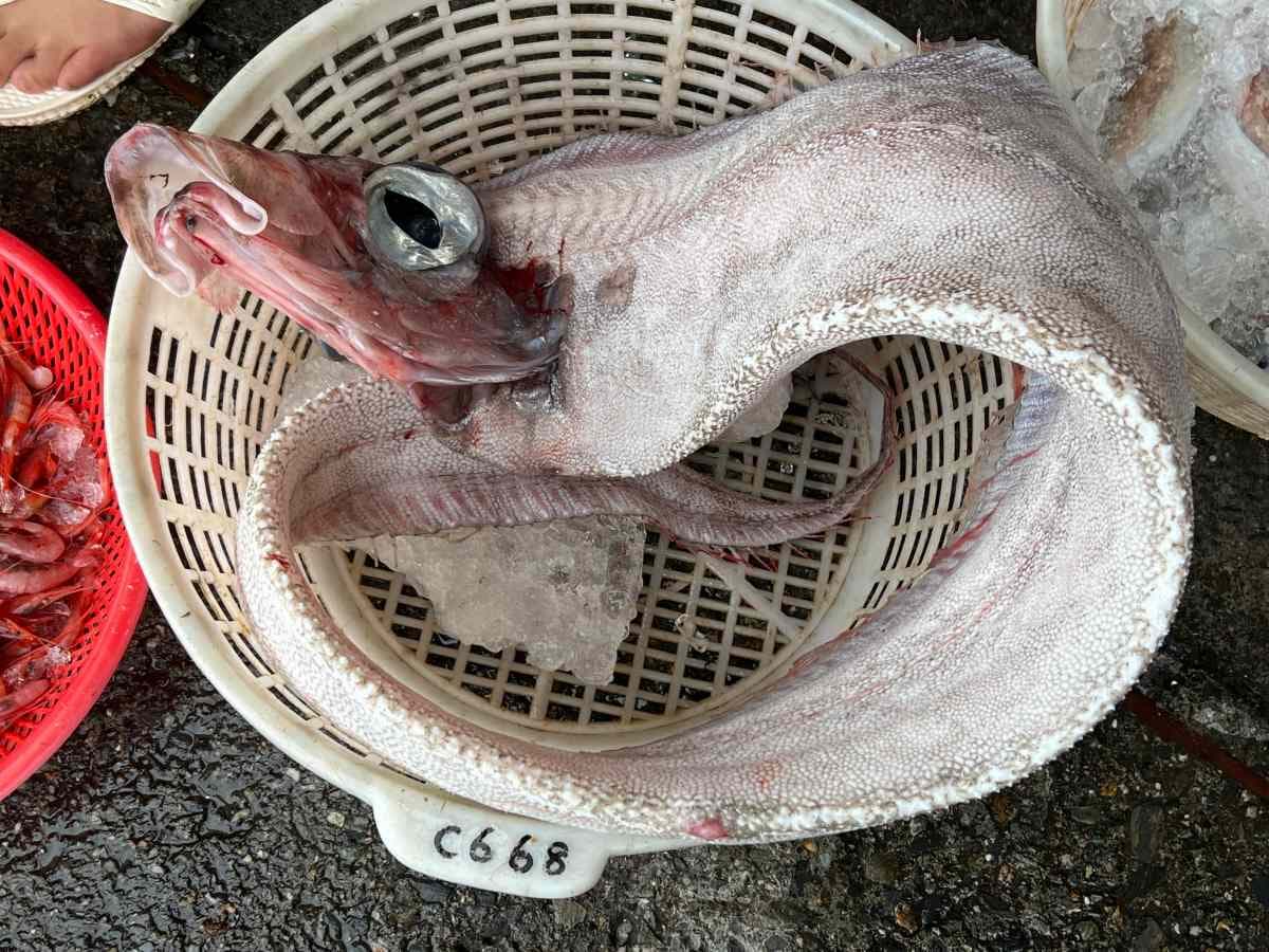 「地震魚」頻現身!地震魚可以吃嗎?資深老饕嘗鮮後「神奇口感」曝光 「地震魚」頻現身!地震魚可以吃嗎?資深老饕嘗鮮後「神奇口感」曝光