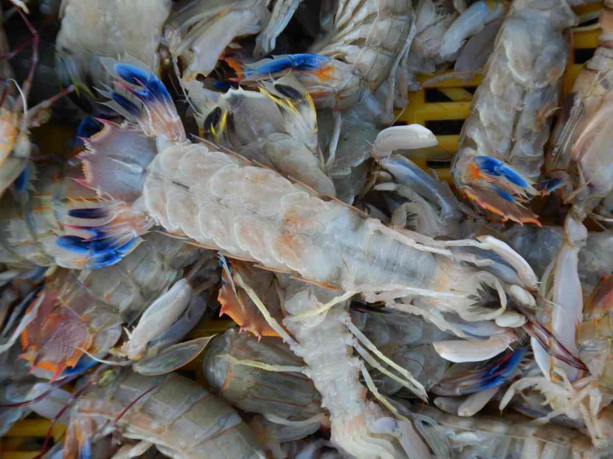 因電影《食神》「這海鮮」暴紅!「撒尿牛丸」就是它做的,也是日料最愛食材 因電影《食神》「這海鮮」暴紅!「撒尿牛丸」就是它做的,也是日料最愛食材