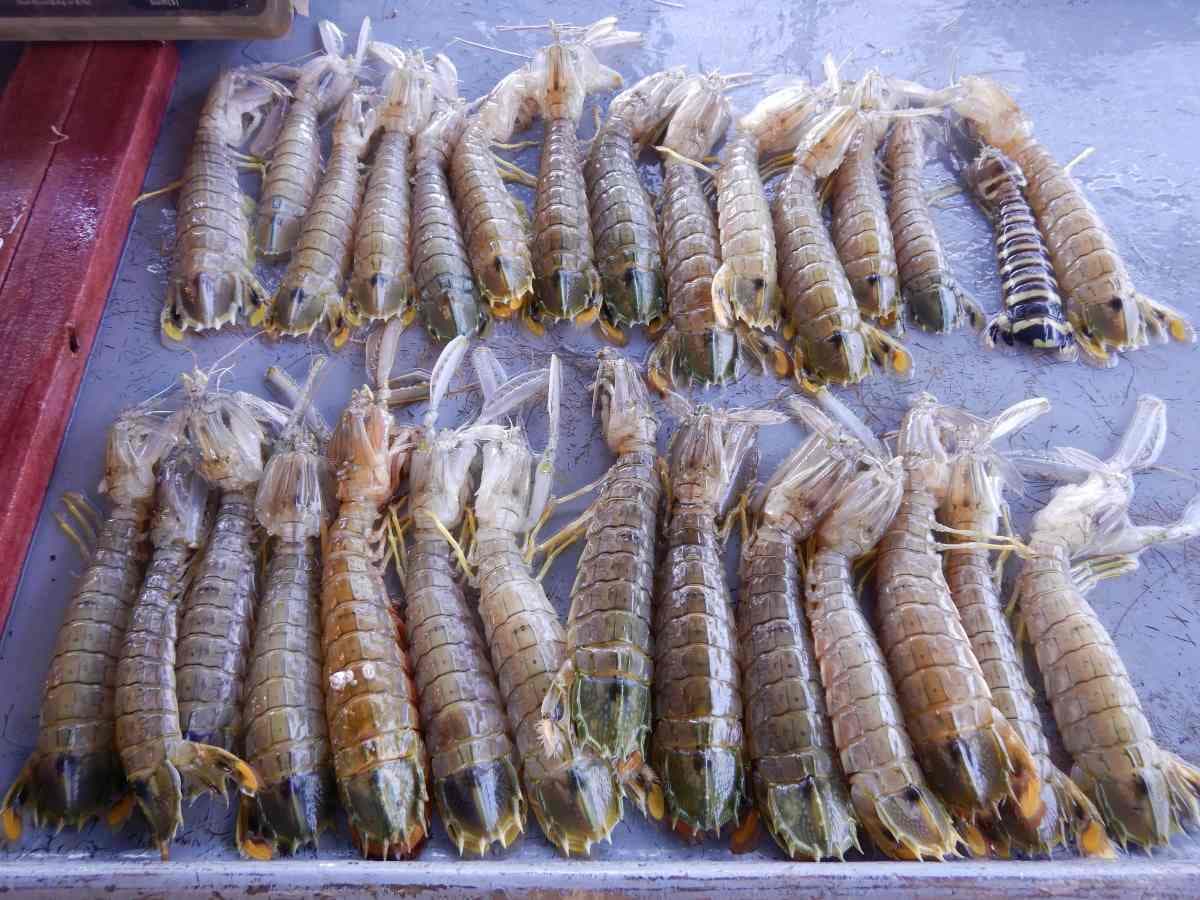 因電影《食神》「這海鮮」暴紅!「撒尿牛丸」就是它做的,也是日料最愛食材 因電影《食神》「這海鮮」暴紅!「撒尿牛丸」就是它做的,也是日料最愛食材