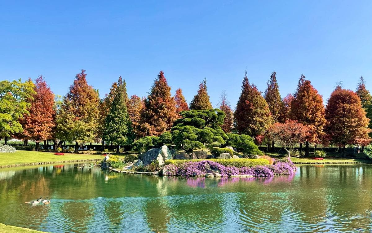 上百棵落羽松美翻!「台版兼六園」落羽松季到明年2月,4女同行免費入園 上百棵落羽松美翻!「台版兼六園」落羽松季到明年2月,4女同行免費入園