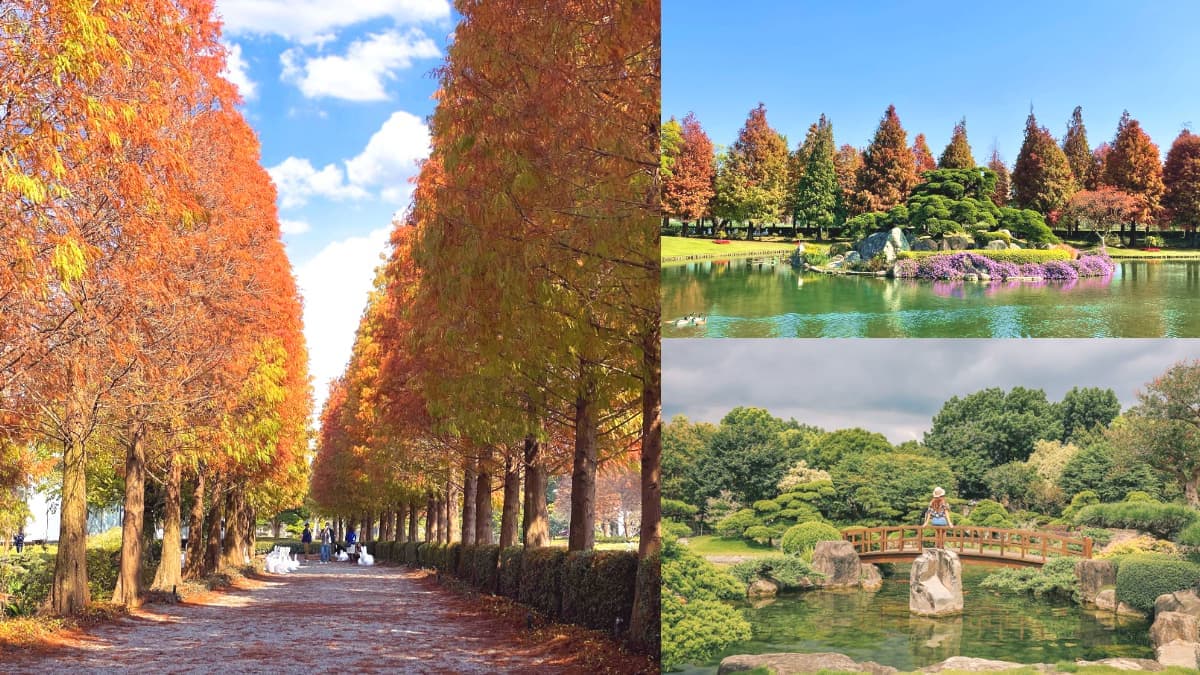上百棵落羽松美翻!「台版兼六園」落羽松季到明年2月,4女同行免費入園