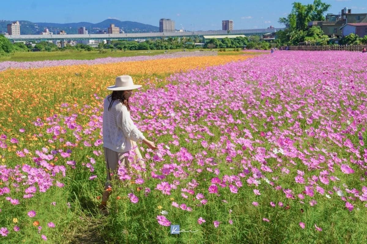 「台北最大花海」免費拍到飽!關渡「5公頃花田祕境」美到炸,11/20前快衝 「台北最大花海」免費拍到飽!關渡「5公頃花田祕境」美到炸,11/20前快衝