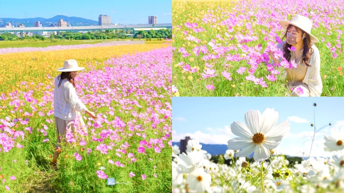 「台北最大花海」免費拍到飽!關渡「5公頃花田祕境」美到炸,11/20前快衝