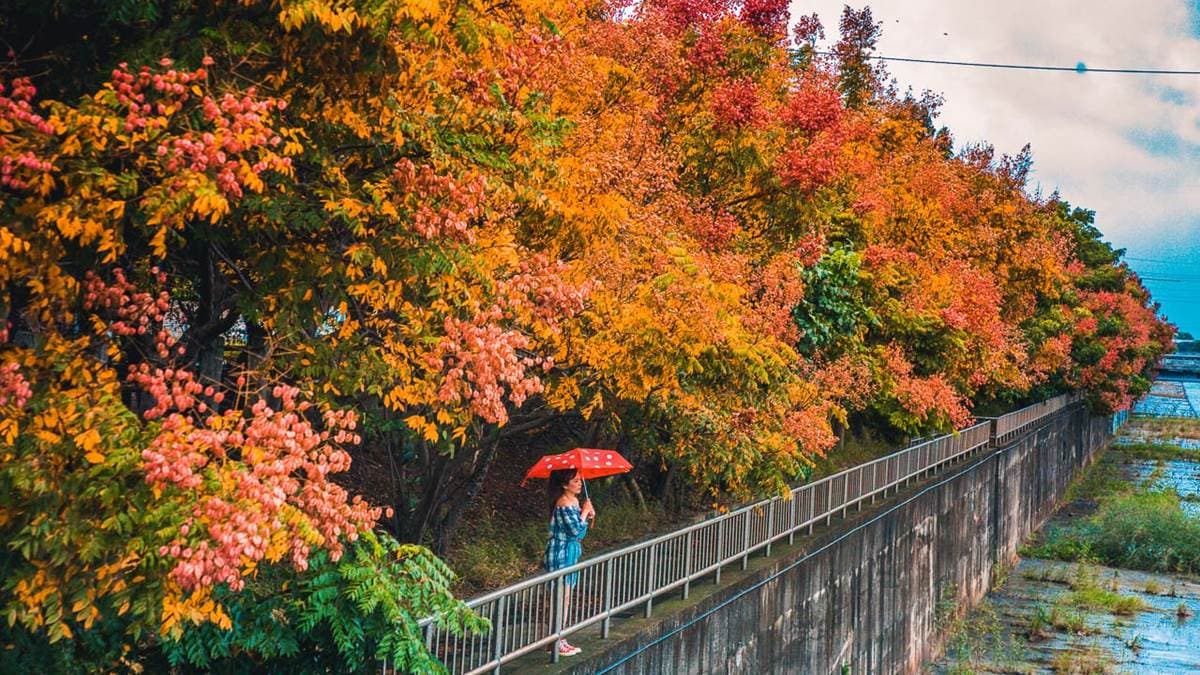 米粉寮大排水溝 img