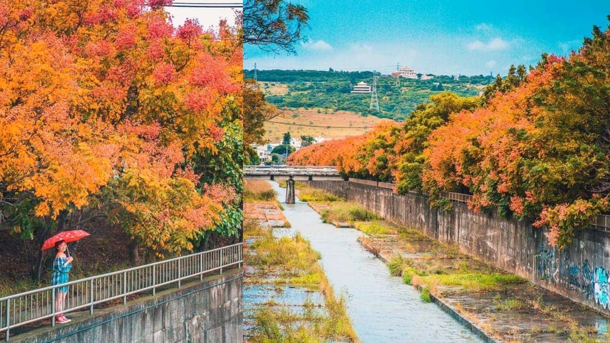 綿延2公里超壯觀!秋天「全台最美排水溝」欒樹滿開,「四色樹祕境」美到炸