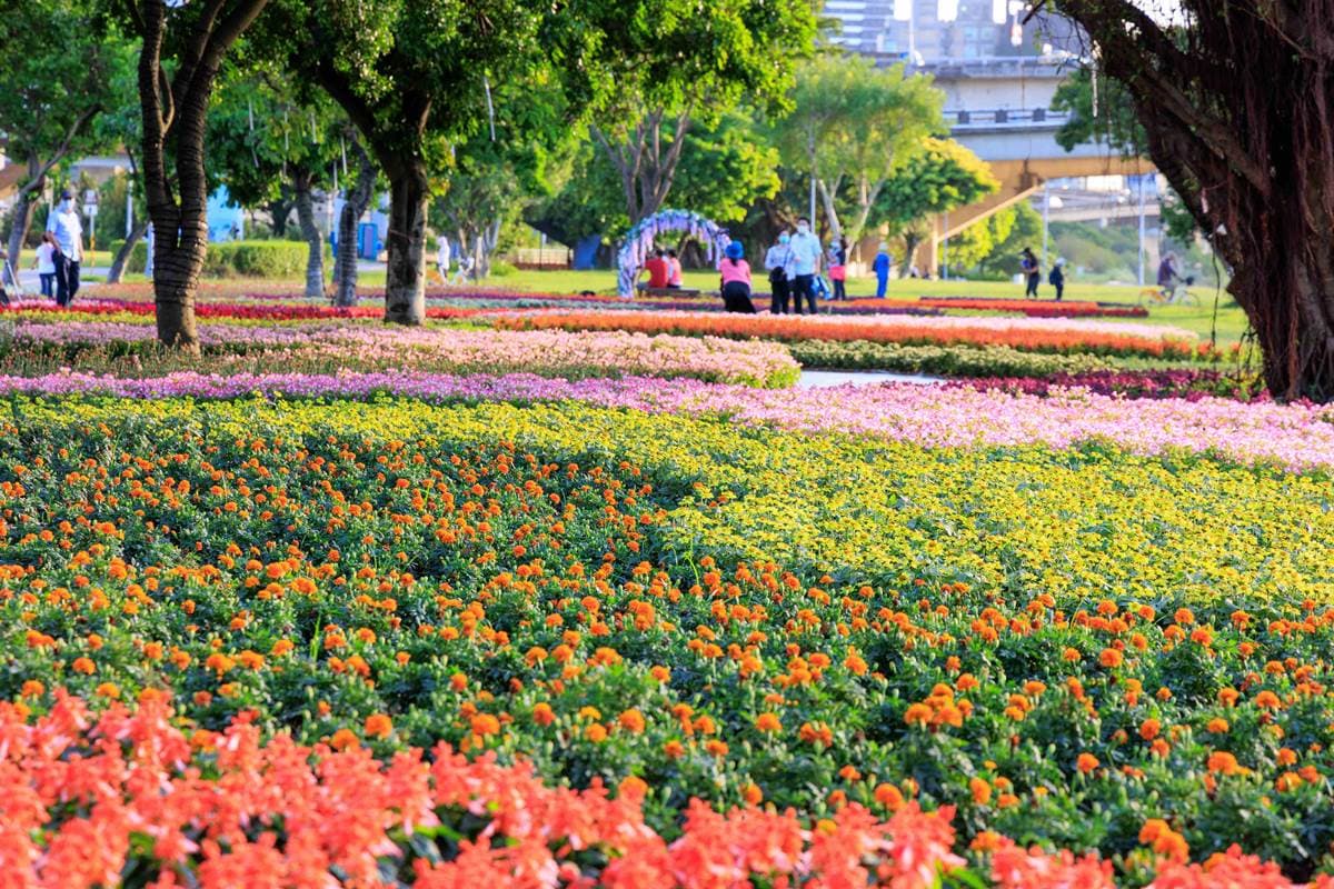 8萬盆「七彩漸層花海」美到炸!耶誕節前衝大稻埕河濱公園,入夜點燈更浪漫 8萬盆「七彩漸層花海」美到炸!耶誕節前衝大稻埕河濱公園,入夜點燈更浪漫