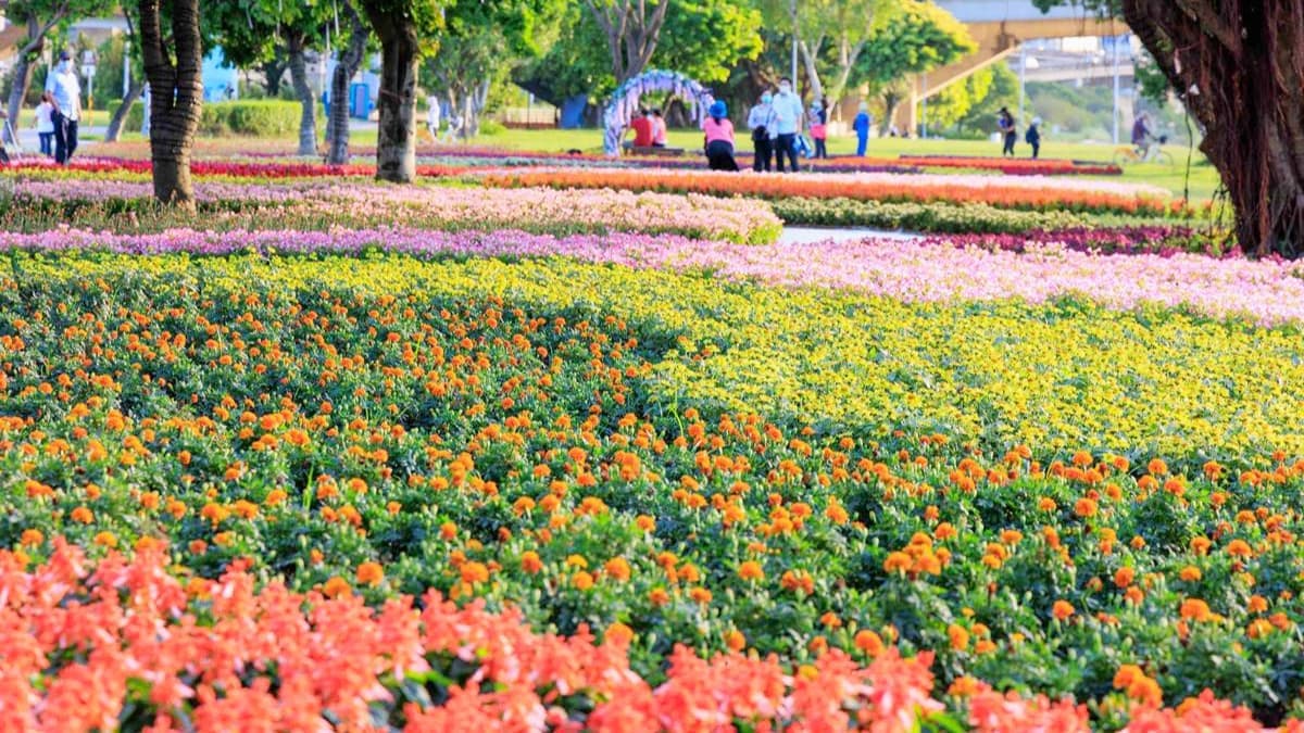8萬盆「七彩漸層花海」美到炸!耶誕節前衝大稻埕河濱公園,入夜點燈更浪漫