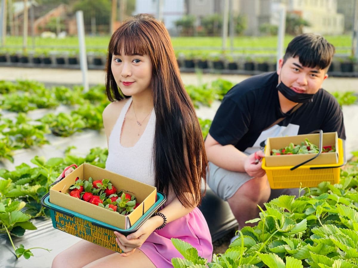 免費入園開採!「2022大湖草莓季」爽採美姬、香水4品種,近10年來最甜快衝 免費入園開採!「2022大湖草莓季」爽採美姬、香水4品種,近10年來最甜快衝