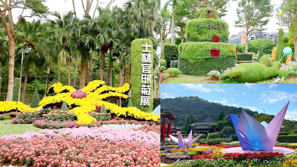 台北人開逛!「2022士林官邸菊展」明開跑,搶拍4米高蛋糕綠雕、波斯菊花海