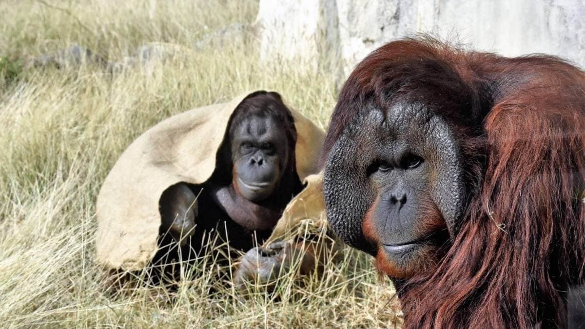 12歲以下免費入園!壽山動物園今起試營運,快衝全新空中廊道、鐵籠咖啡廳 12歲以下免費入園!壽山動物園今起試營運,快衝全新空中廊道、鐵籠咖啡廳