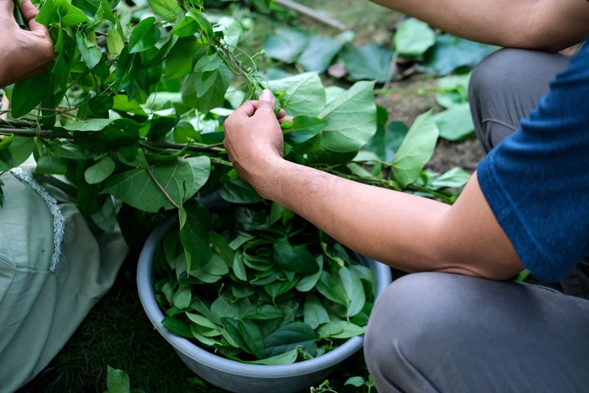 台灣人從小吃到大「老外卻超怕」!「這食物」竟靠手搖飲一路紅到國際 台灣人從小吃到大「老外卻超怕」!「這食物」竟靠手搖飲一路紅到國際