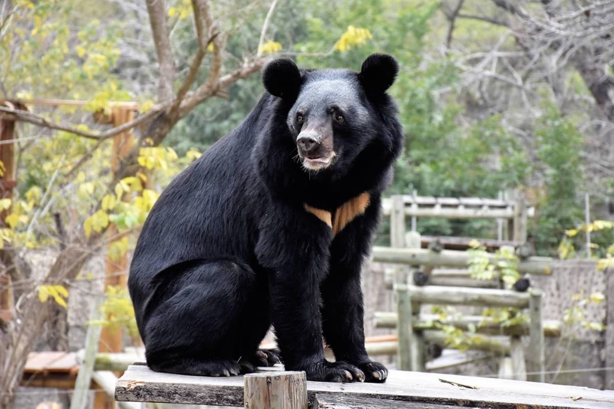 12歲以下免費入園!壽山動物園今起試營運,快衝全新空中廊道、鐵籠咖啡廳 12歲以下免費入園!壽山動物園今起試營運,快衝全新空中廊道、鐵籠咖啡廳
