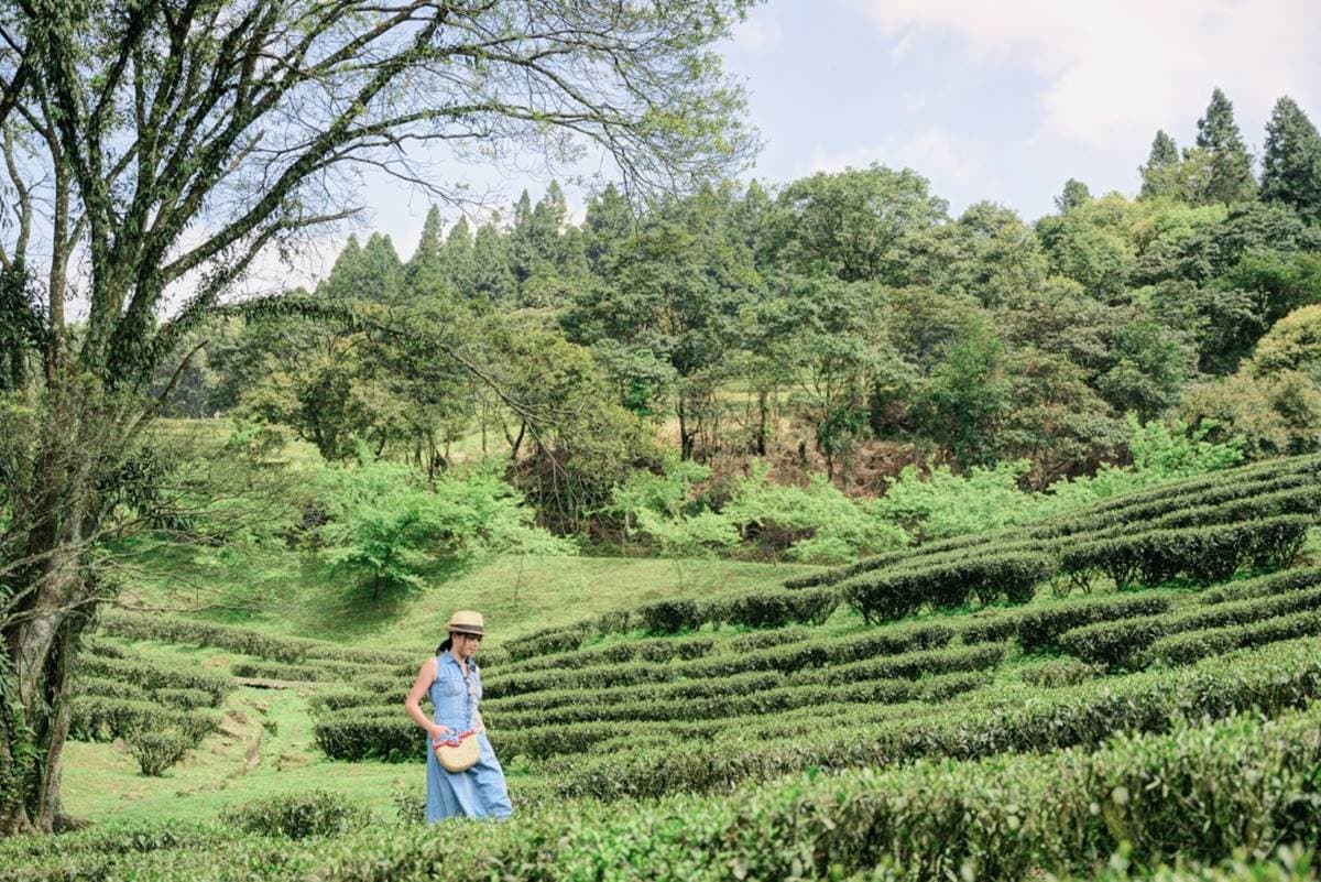 不要只逛老街啦!三峽6大私房祕境:10分鐘攻頂、絕美茶園、仙氣爆棚瀑布 不要只逛老街啦!三峽6大私房祕境:10分鐘攻頂、絕美茶園、仙氣爆棚瀑布
