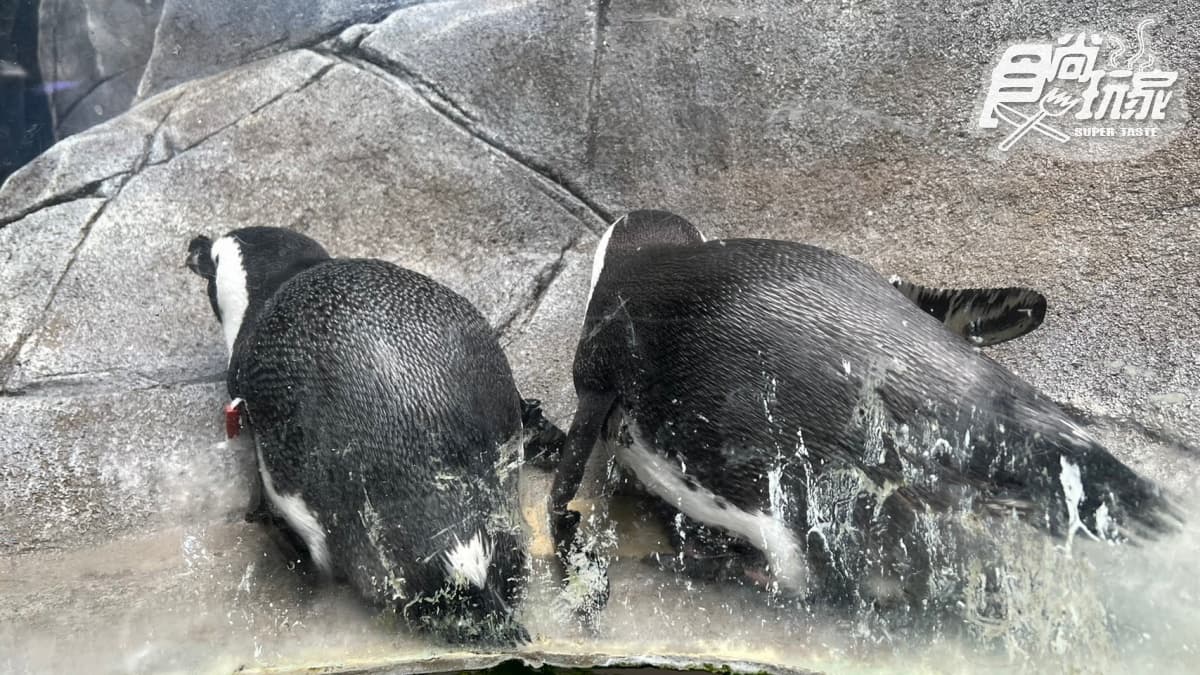 打卡巨萌魟魚+23米水槽!直擊世界級水族館,再搶拍4層樓觀景窗、海底隧道 打卡巨萌魟魚+23米水槽!直擊世界級水族館,再搶拍4層樓觀景窗、海底隧道