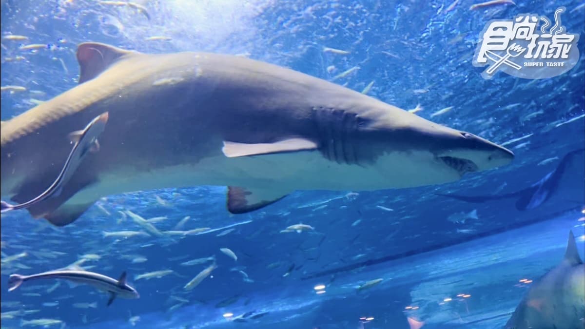 打卡巨萌魟魚+23米水槽!直擊世界級水族館,再搶拍4層樓觀景窗、海底隧道 打卡巨萌魟魚+23米水槽!直擊世界級水族館,再搶拍4層樓觀景窗、海底隧道