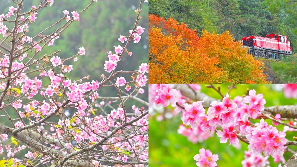 寒流來襲櫻花開了!阿里山「河津櫻」提早開,年底追花一次賞楓紅+粉櫻