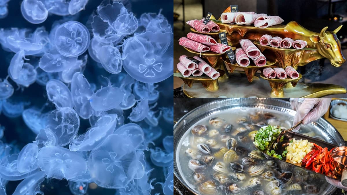 免衝水族館擠人!超低調「火鍋界Xpark」藏夢幻水母牆,爽嗑爆量蛤蜊、A5和牛