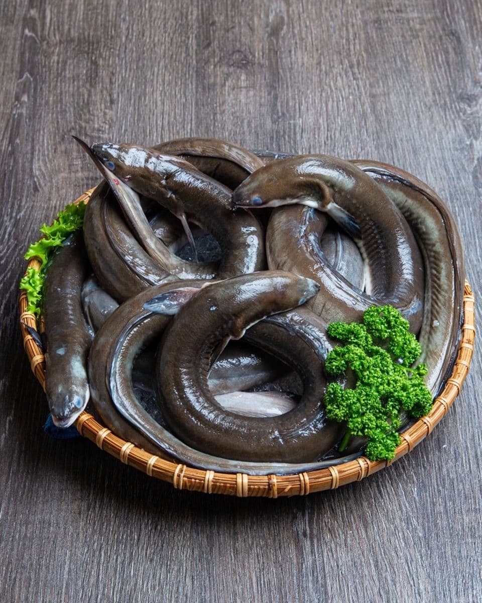 豬腳麵線免費送!獨門「藥膳鰻魚」只在台南吃得到,進補兼養顏美容媽媽最愛 豬腳麵線免費送!獨門「藥膳鰻魚」只在台南吃得到,進補兼養顏美容媽媽最愛