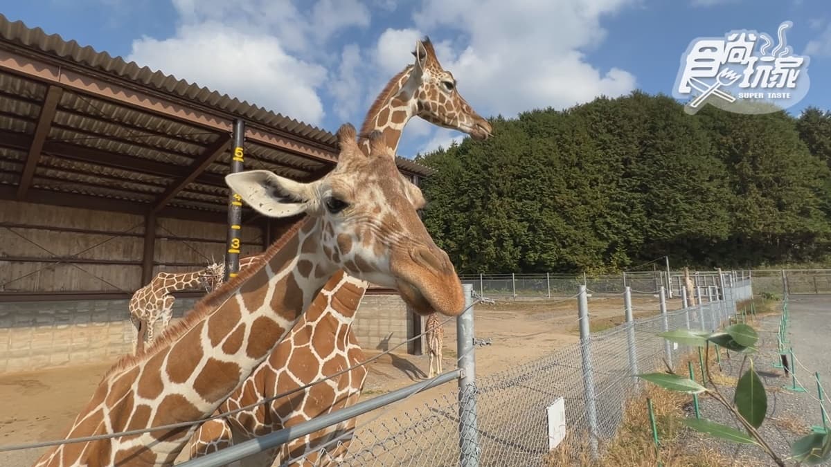 秋吉台野生動物園SAFARI LAND