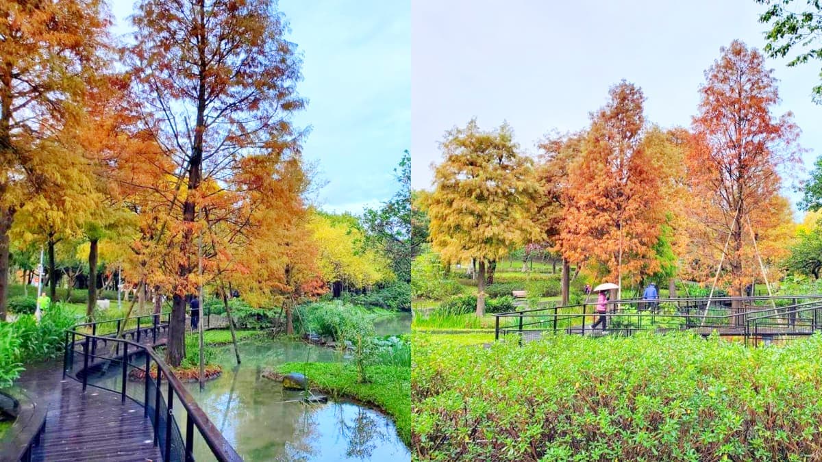 搭捷運就能朝聖!衝「大安森林公園」賞漸層落羽松,搭配木棧道湖景浪漫爆棚