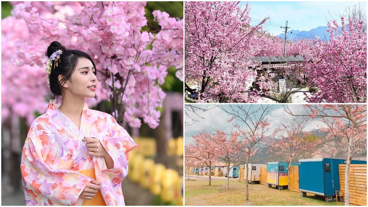 追櫻衝一波!豪華露營、神木群賞花海,全台必追「5大賞櫻體驗」